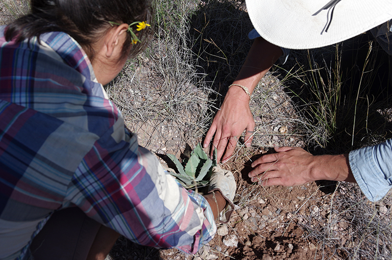 land arts of the american west