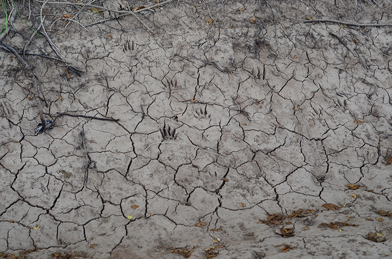 Land Arts of the American West