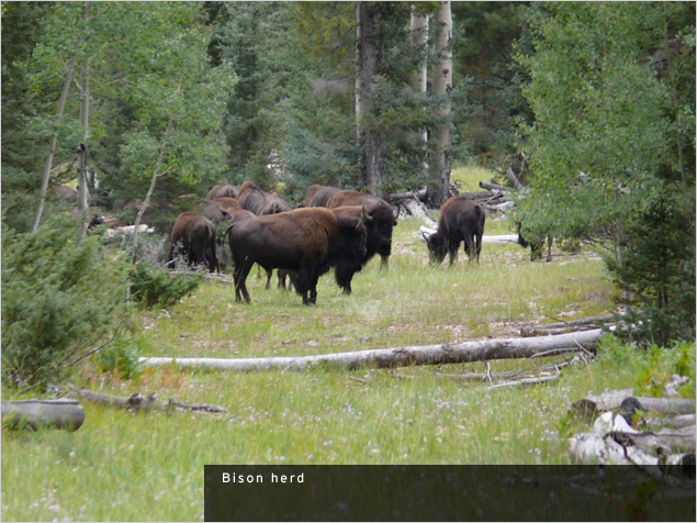 Land Arts of the American West